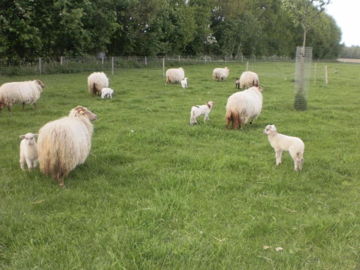 Boerderijkamer Korenbloem Onstwedde Kültér fotó