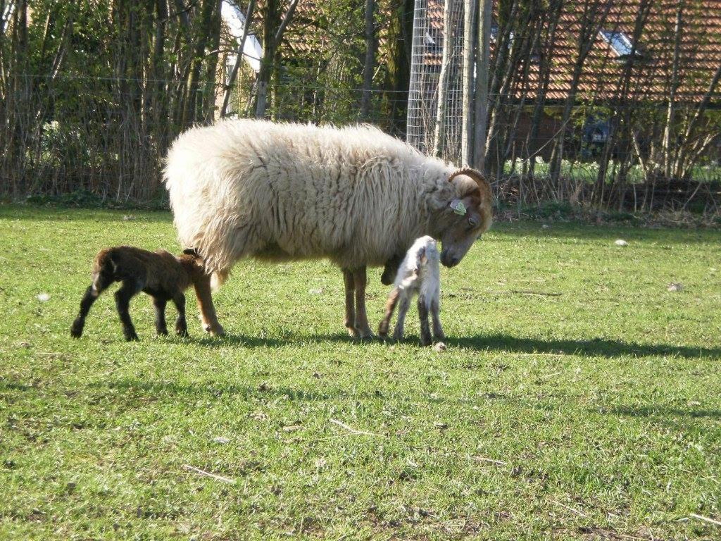 Boerderijkamer Korenbloem Onstwedde Kültér fotó